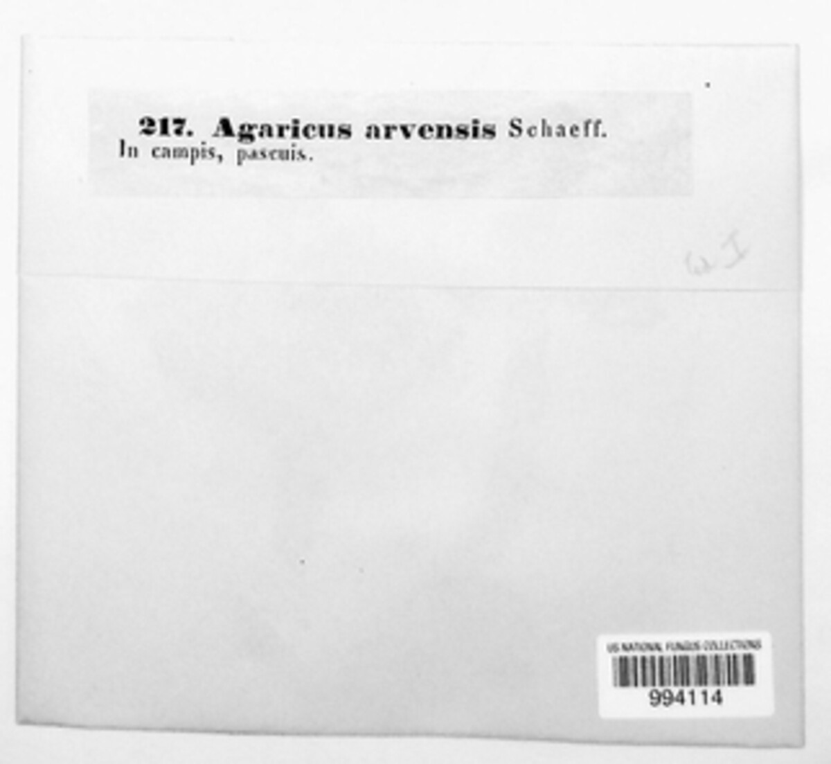 Agaricus arvensis image